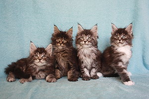 maine coon kittens